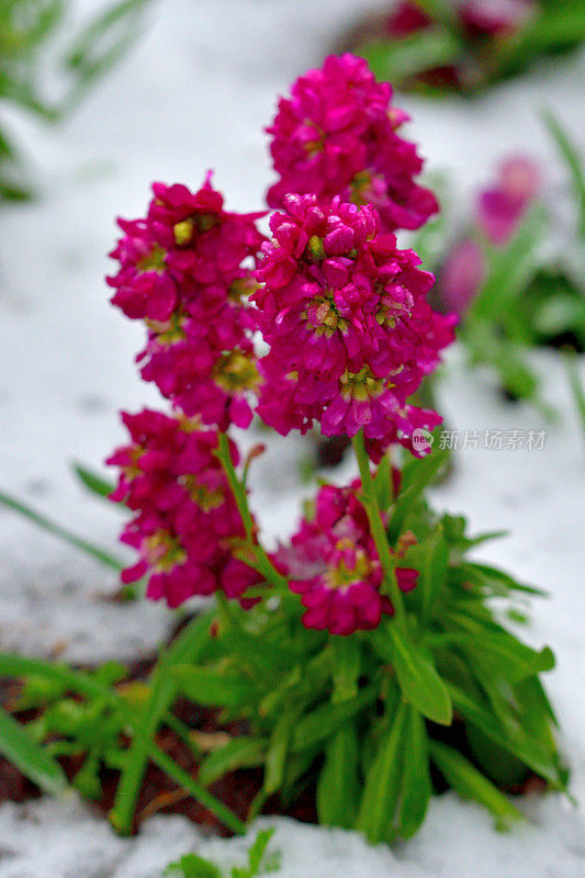 冬季花与雪:库存花/马黛莲加